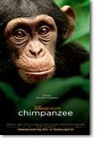 Chimpanzee Poster